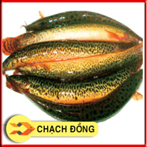 CÁC CHẠCH ĐỒNG